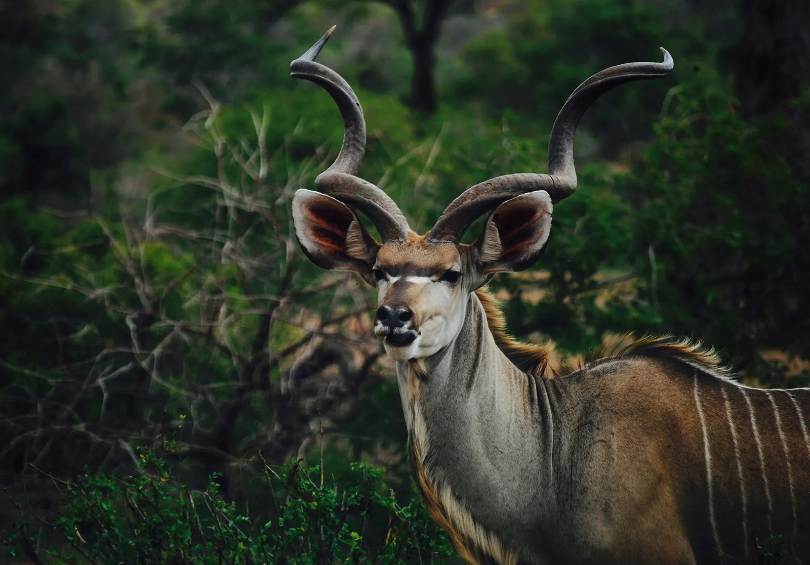 Kudu, antílope africano en la selva Kudu, antílope africano en la selva