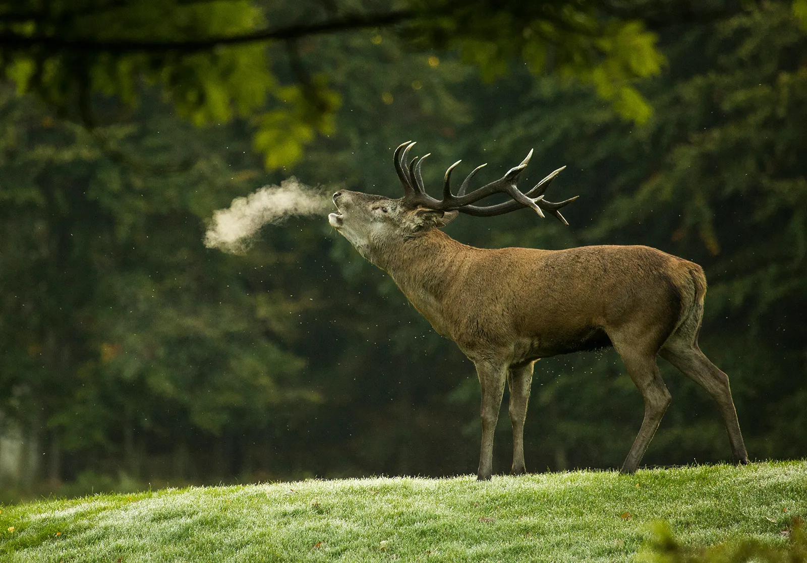 Venado centro europeo berreando Venado centro europeo berreando