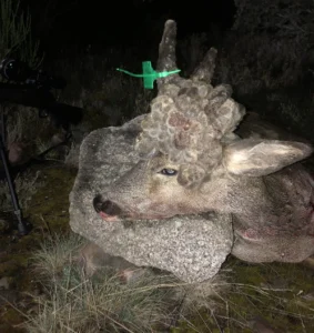 Corzo con peluca cazado en rececho organizado por BOAZU Huntings