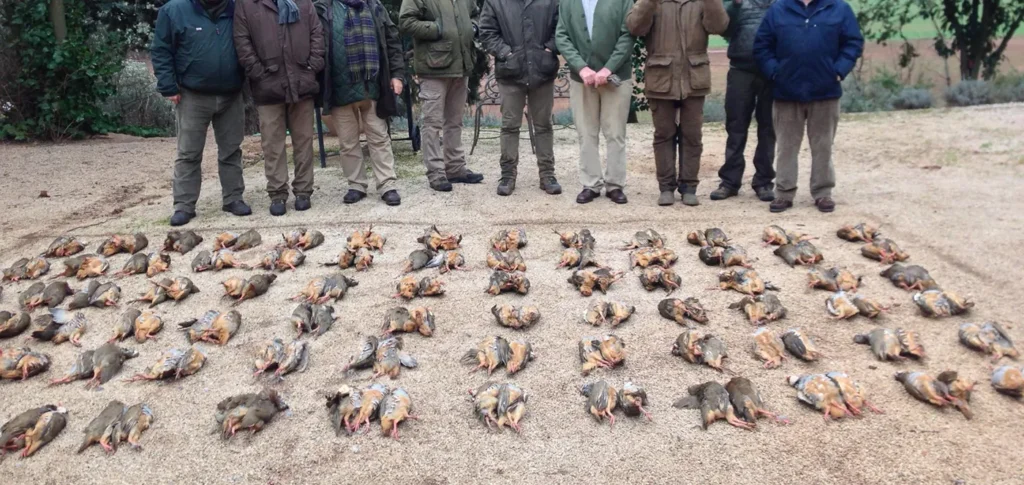 Ojeo de perdiz, modalidad tradicional española