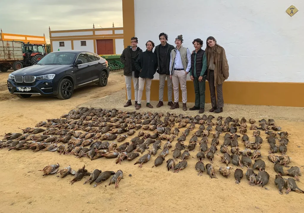 Ojeo de perdiz, modalidad tradicional española