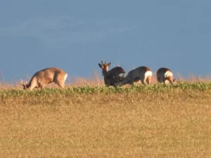 Grupo de corzos jóvenes antes de descorrear en marzo