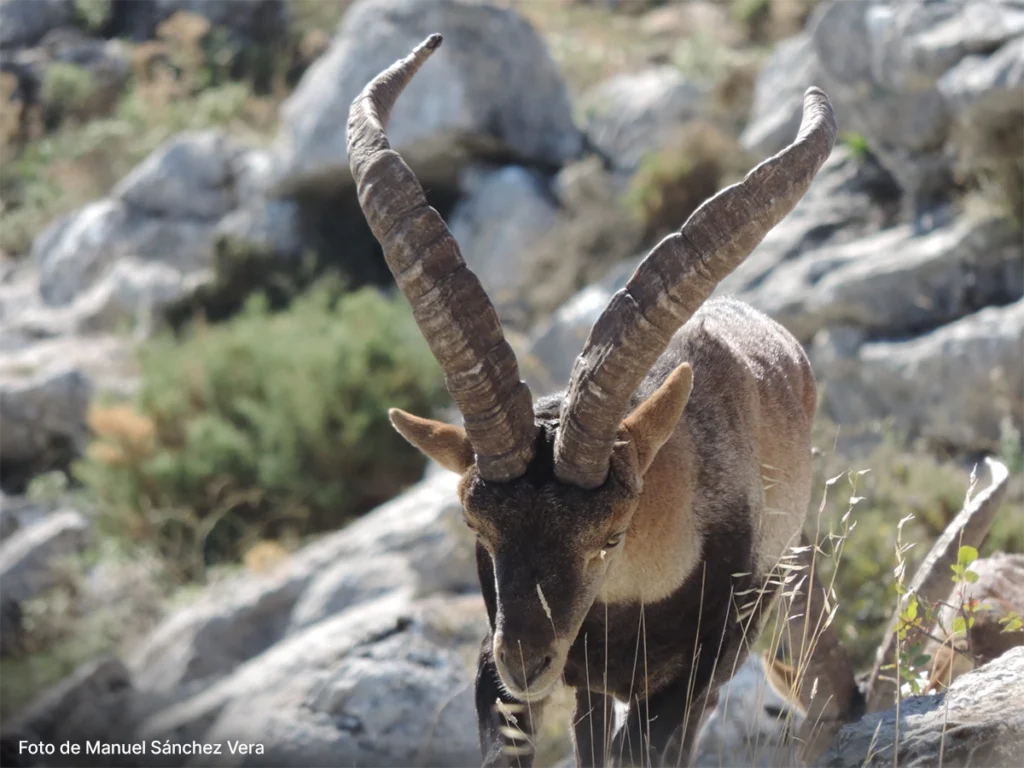 Macho de Ronda localizado con BOAZU Huntings