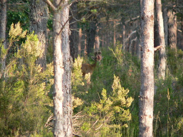 Corzo con peluca en el campo