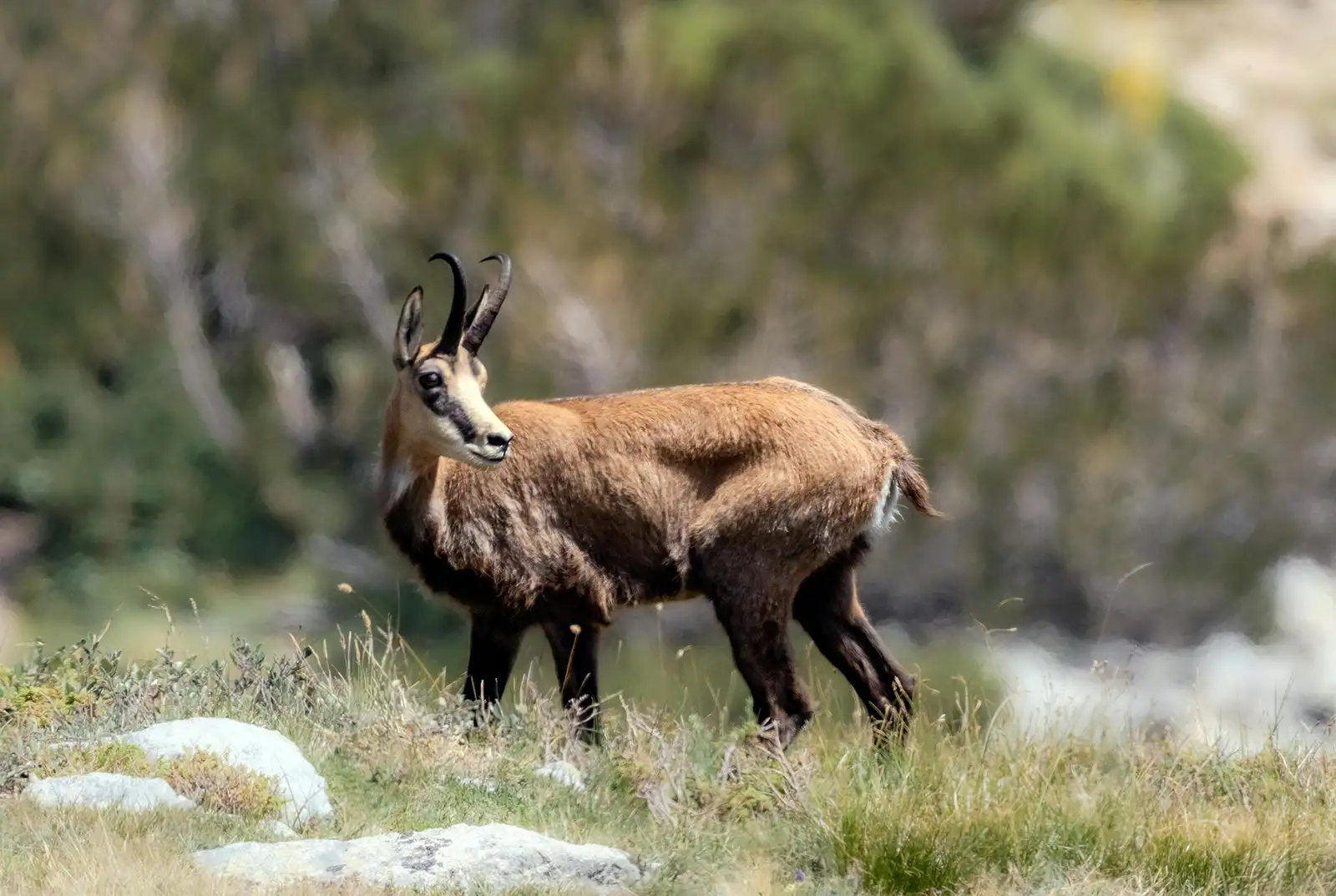 Alpine chamois looking back in Alps Mountains