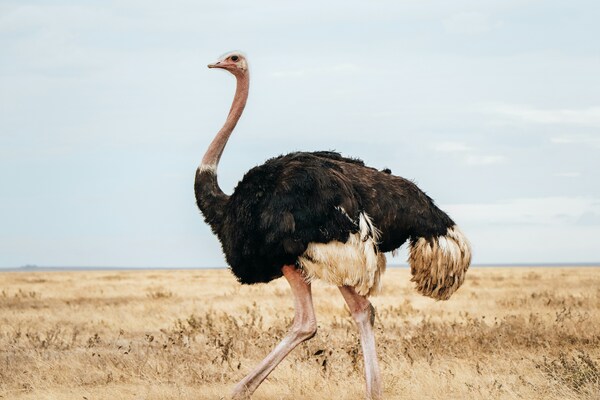 Ave de la sabana africana