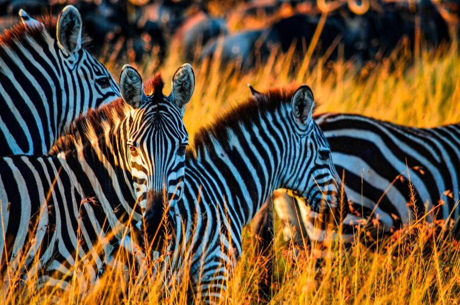 Animales de la sabana africana