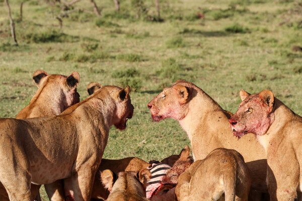 Leonas comiendo en la sabana