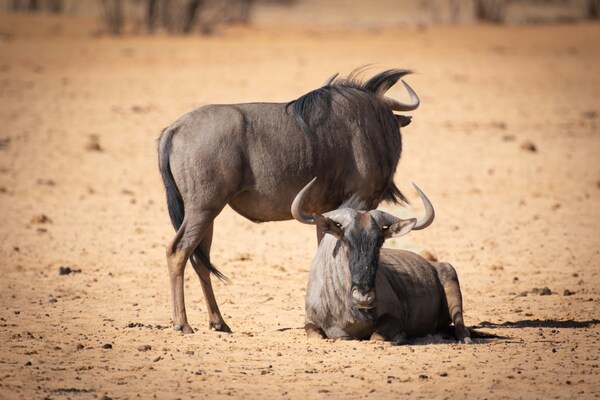 Ñues Animales de la sabana africana