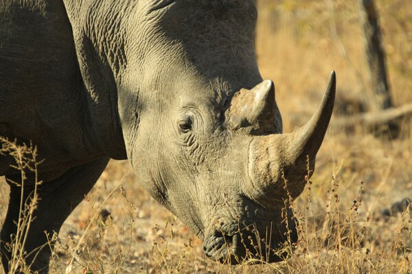 El rinoceronte un Animal de la sabana africana